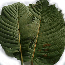 Kratom USA leaf picture Kratom USA leaf picture